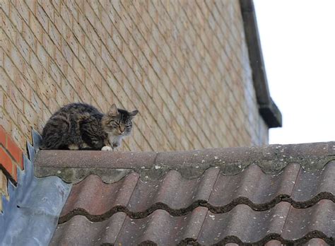 cat stuck on roof two days